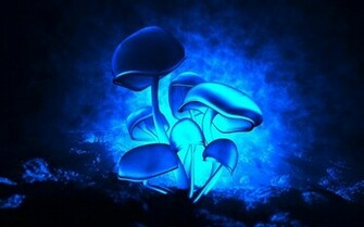 Luminous Transparent Night Wallpaper Desktop