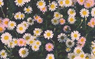 Summer Wallpaper S