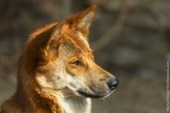 Dingo Facts Info Pictures Life Habitat Diet Threats
