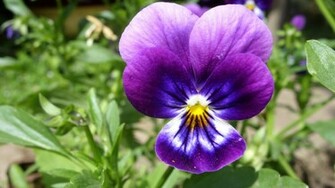 Pansy Wallpaper