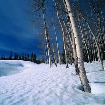 Winter Bleak Scene iPad Air Wallpaper iPhone
