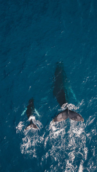 Animals iPhone Wallpaper