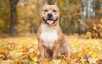 Pitbull Dog Desktop Wallpaper HD Jpg