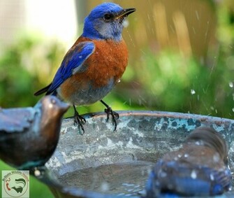 Missouri Wildlife Desktop Wallpaper