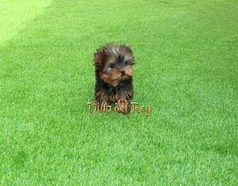De Yorkshire Terrier Excelente Calidad Cachorros