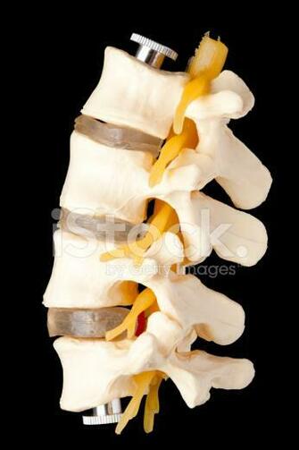 Lumbar Vertebrae On Black Background Stock Photos Image