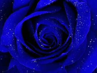 Rose Wallpaper HD Pictures One Background