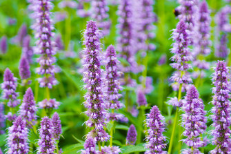Sweet And Tangy Purple Licorice Wallpaper