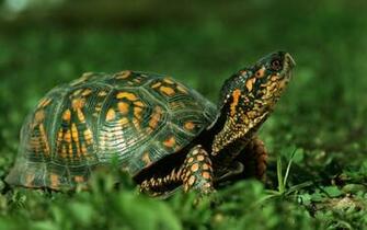 Reptiles HD Wallpaper Wallpapertunnel