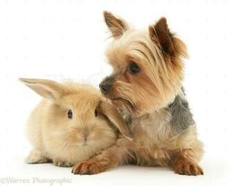 Yorkies Wallpaper Weddingdressin