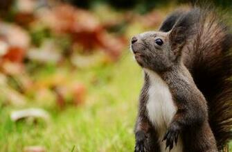 Squirrel Computer Wallpaper Desktop Background Id