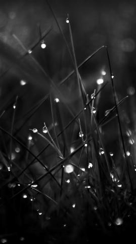 Dark Dew Morning Leafy Grass Landscape iPhone Wallpaper
