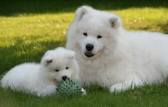 Desktop Samoyed Dog Pics