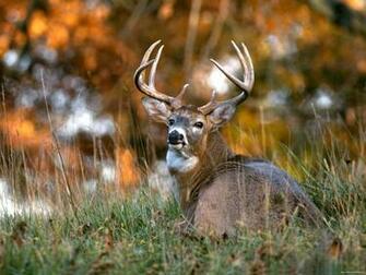 Animals White Tailed Deer Desktop Wallpaper Nr By Striker