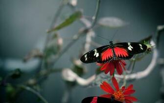 Red Butterfly Wallpaper Walops