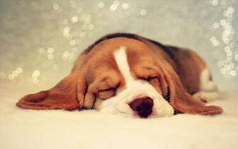 Beagle HD Wallpaper Net