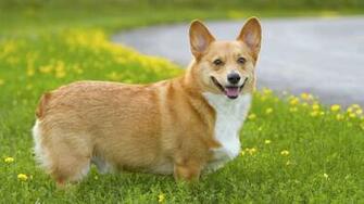 Pembroke Welsh Corgi Rescue High Resolution Wallpaper