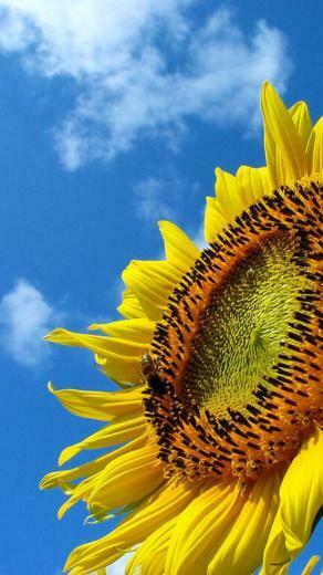 Sunflower Sky Wallpaper Sc iPhone7plus