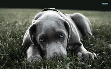 Weimaraner Wallpaper