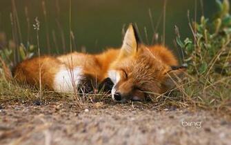 Red Fox Wallpaper