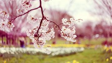 Desktop Wallpaper Beautiful Spring Cute