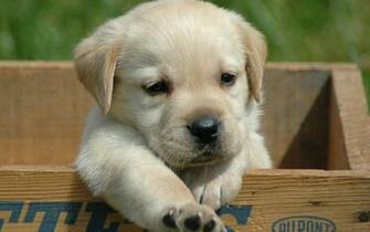 Wallpaper Labrador Retrieve Pictures