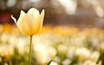 Yellow Tulip Flower Field HD Wallpaper New
