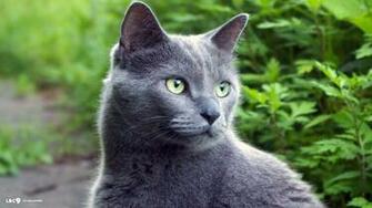 Bold Blue Kit Kat Klub Russian Cat Wallpaper Cats