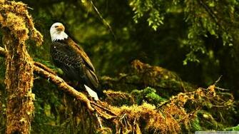 Eagle Wallpaper