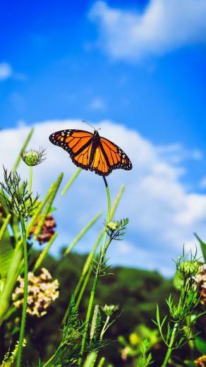 Wallpaper Monarch Butterfly Close Up