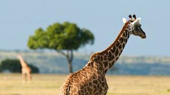 Wallpaper Giraffe Back Africa Desert 4k Ultra HD