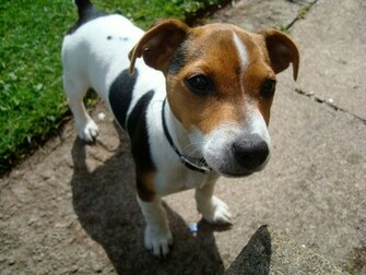 Wallpaper Apple Background Funny Little Dog Jack Russell