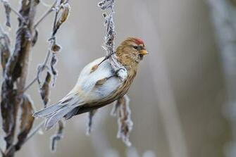 Desktop Wallpaper Bird Common Redpoll Animal
