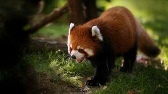 Tags Red Fox Pics