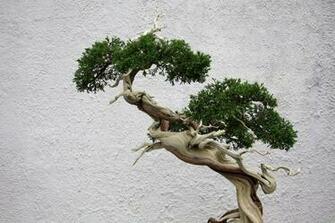 Bonsai Tree Wallpaper Open Walls