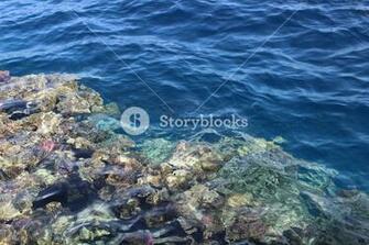 Beautiful Seabed Background Gorgeous Sea Bottom Through