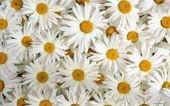 Pretty Flower Wallpaper Cover Photo Daisies HD