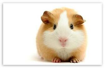Cute Guinea Pig HD Wallpaper For Standard Fullscreen Uxga Xga