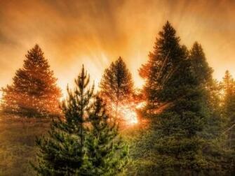 The Forest In Yellowstone Widescreen Wallpaper Wide Net