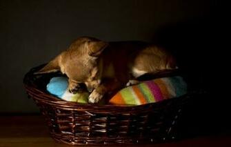 Wallpaper Chihuahua Dog House
