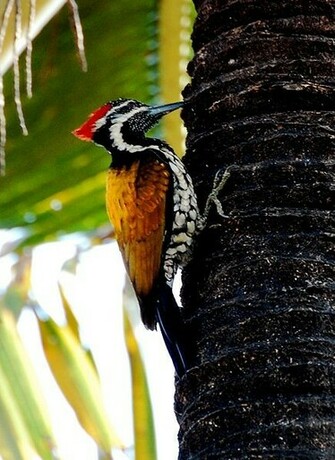 Woodpecker Wallpaper