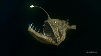 Anglerfish Wallpaper Background