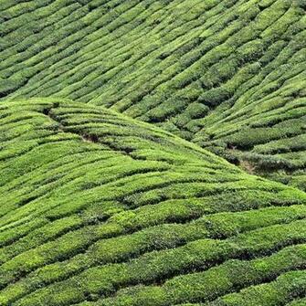 Green Farm iPad Wallpaper Background And Theme