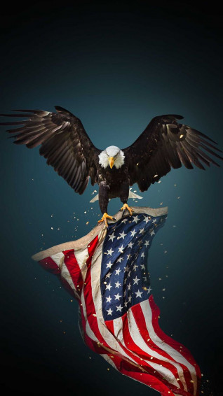 American Eagle Wallpaper Discover More Bald
