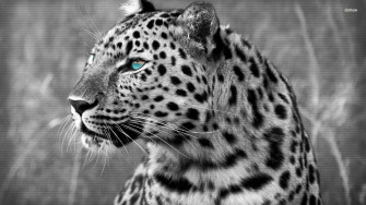 Snow Leopard Wallpaper