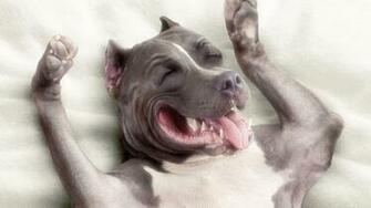 American Pitbull Wallpaper