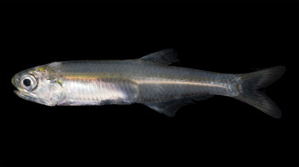 Single Anchovy Against Black Wallpaper