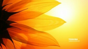 Toshiba Sunflower Wallpaper