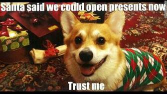 Of Their Convincing Corgi Belvedere For The Holiday Season