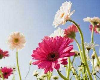 Flower Wallpaper And Make This Daisy For Your Desktop